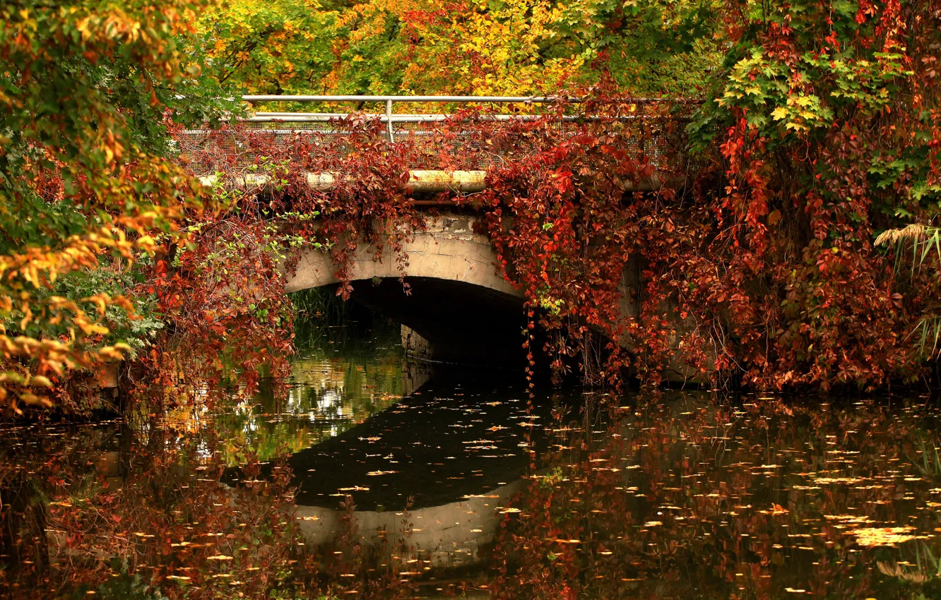 Photo wallpaper bridge, pond, vines