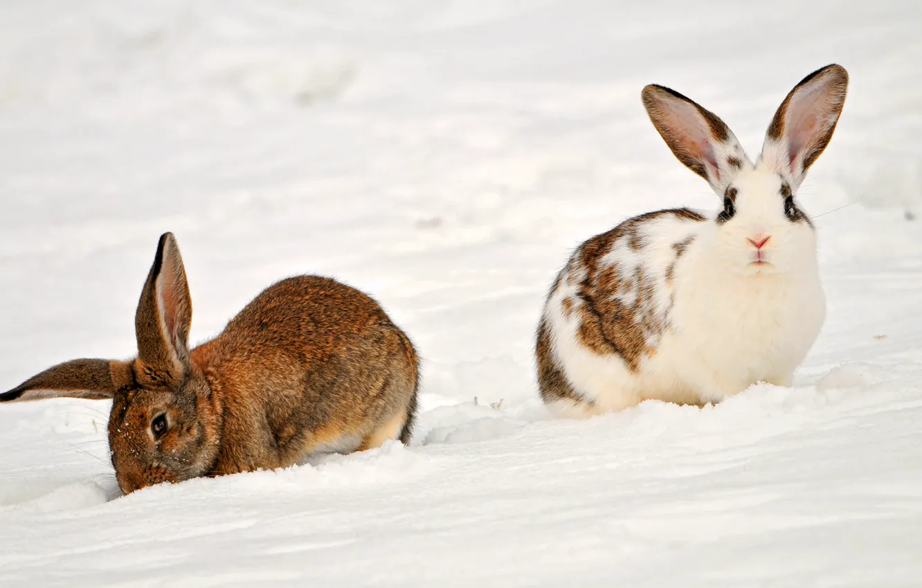 Photo wallpaper animals, snow, rabbits, Two rabbits in the snow