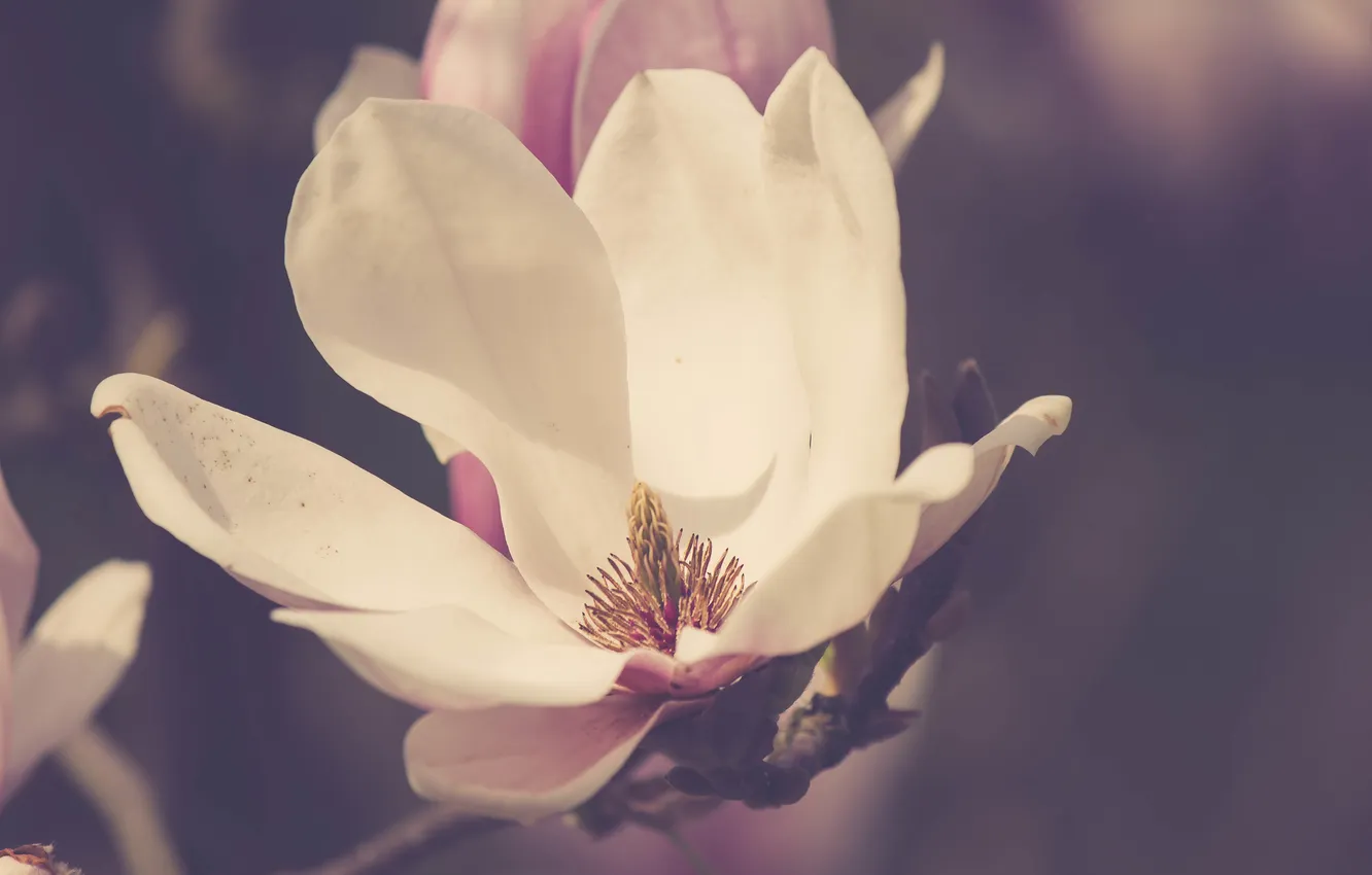 Photo wallpaper flowers, petals, white