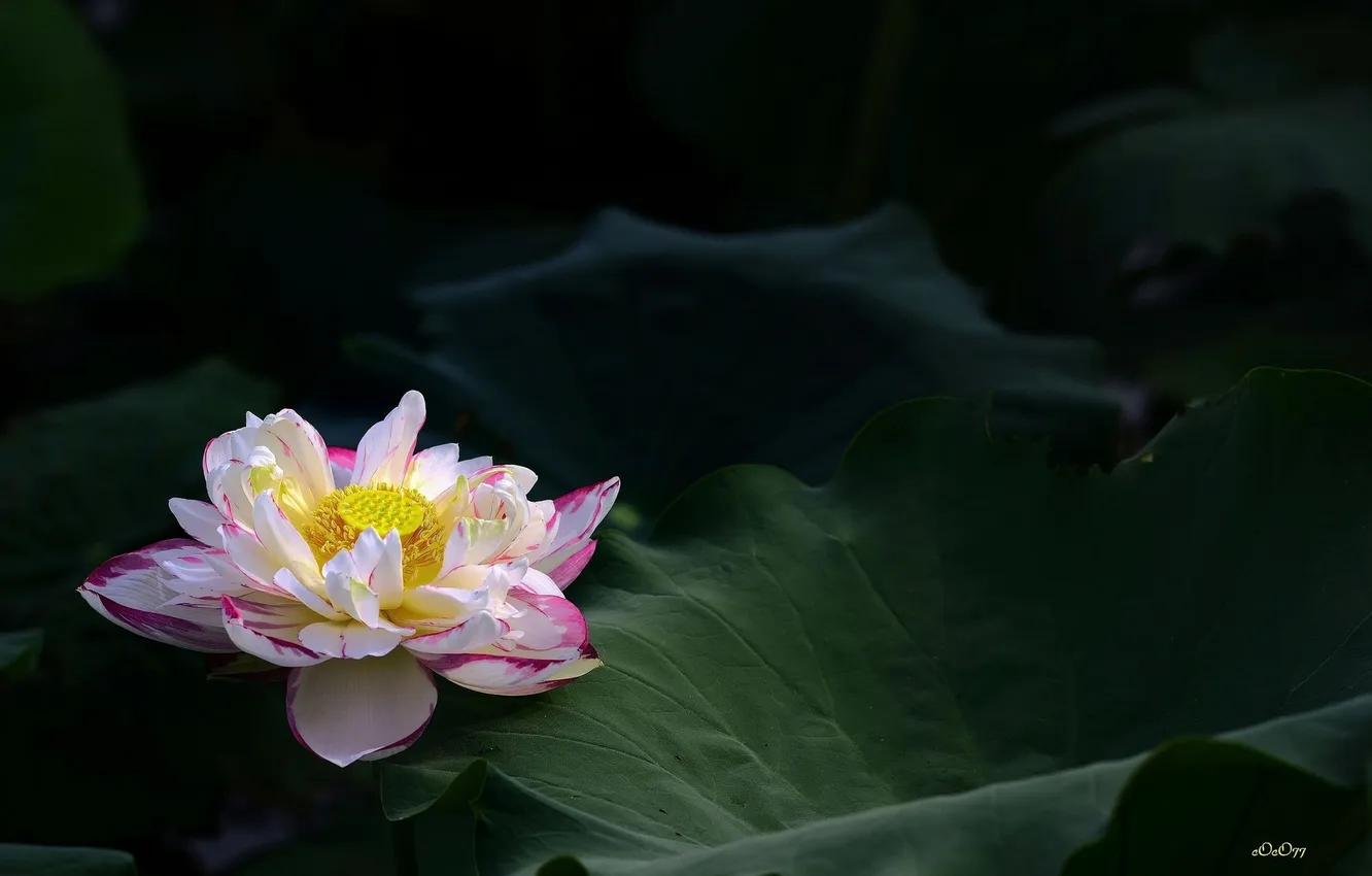Photo wallpaper leaves, Lily, flowering, the leaves, the water-Lily blossom