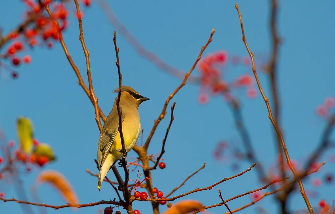 Photo wallpaper the sky, branches, berries, bird