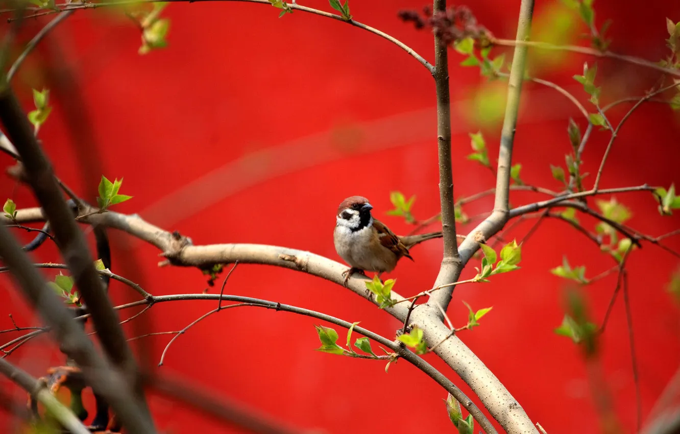 Photo wallpaper branches, background, bird, Sparrow