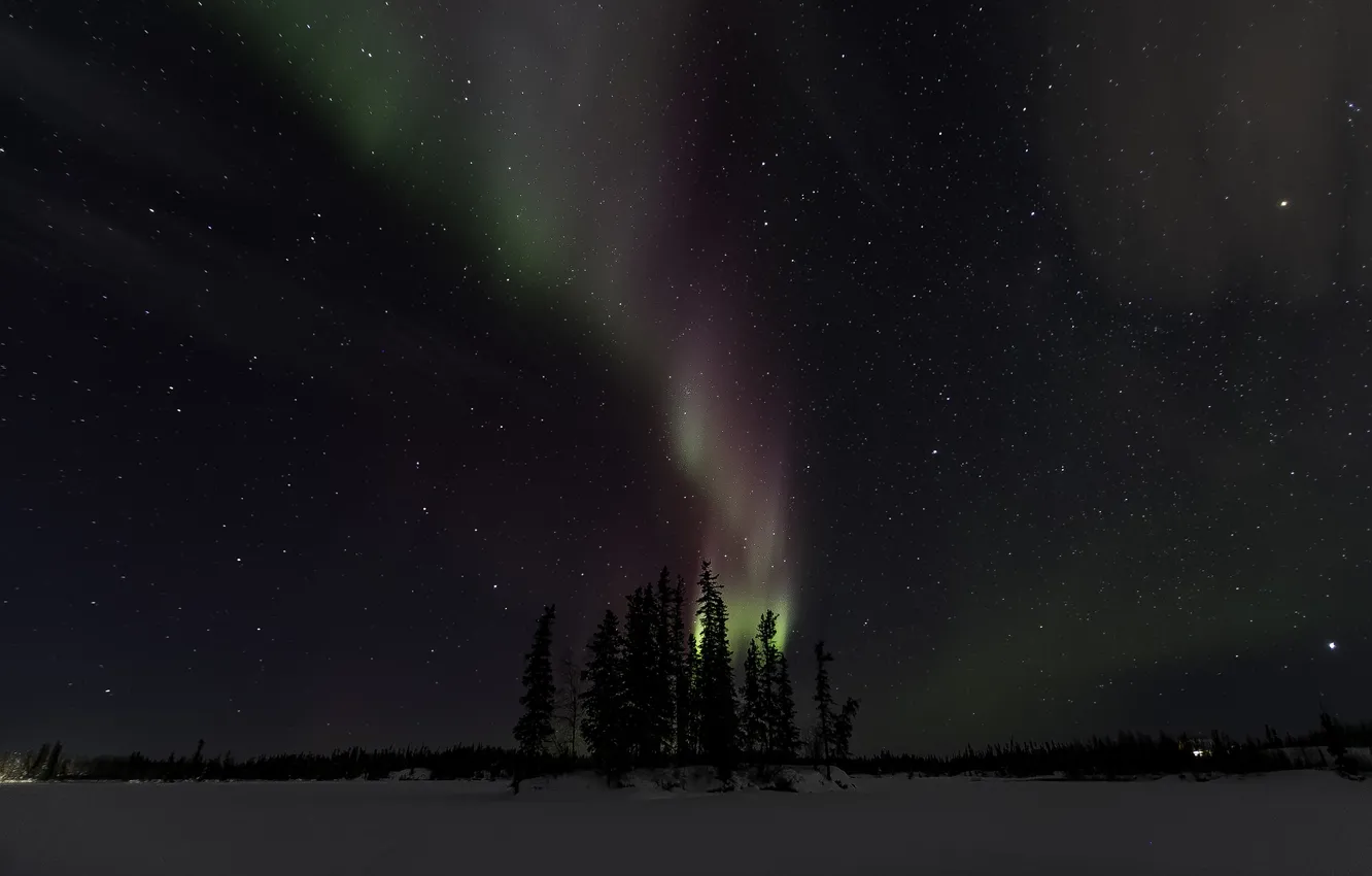 Photo wallpaper winter, stars, trees, night, Northern lights