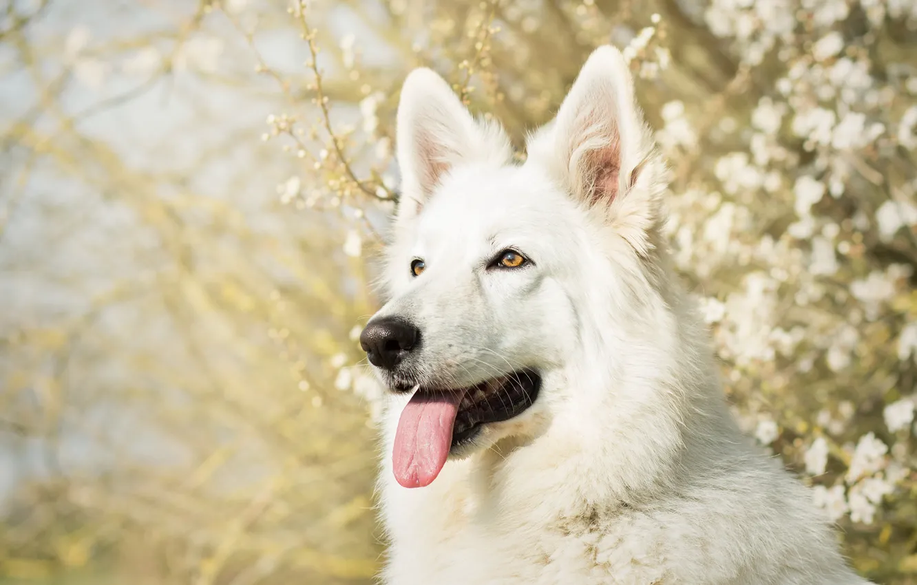 Photo wallpaper language, face, dog, white, shepherd, The white Swiss shepherd dog
