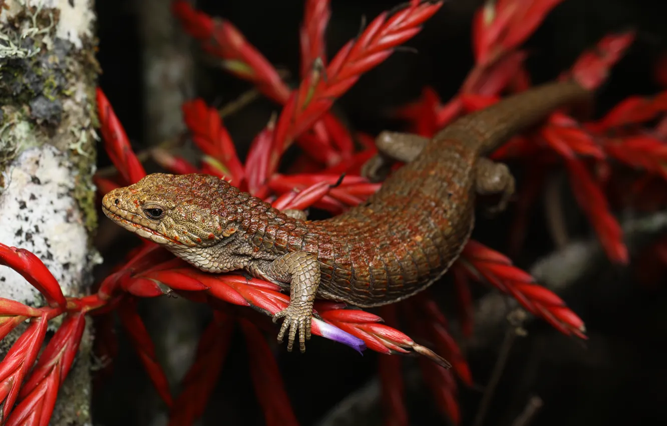 Photo wallpaper branches, pose, the dark background, lizard, brown, red leaves, bokeh