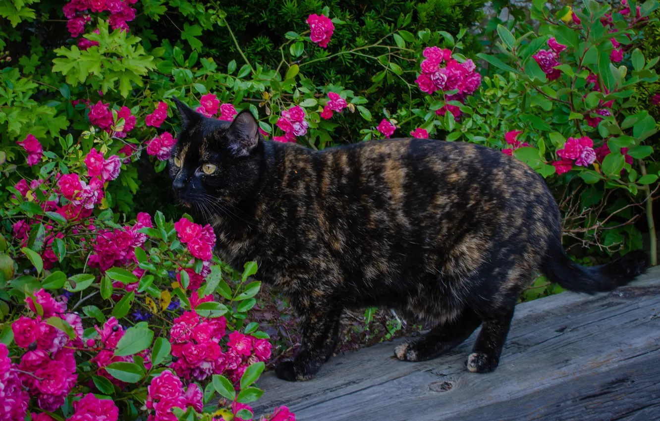 Photo wallpaper cat, summer, flowers