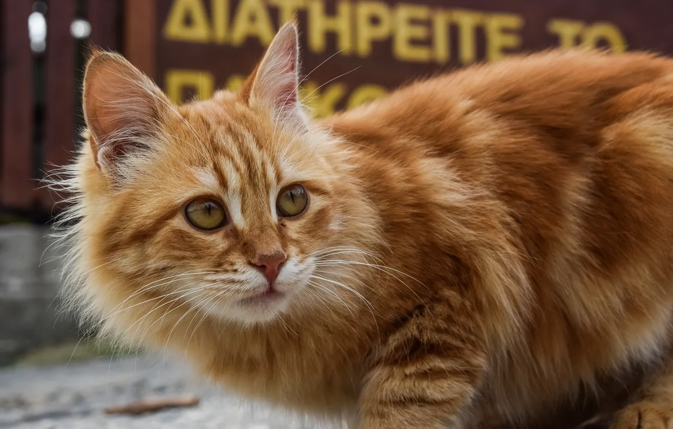 Photo wallpaper cat, background, fluffy, red, bokeh