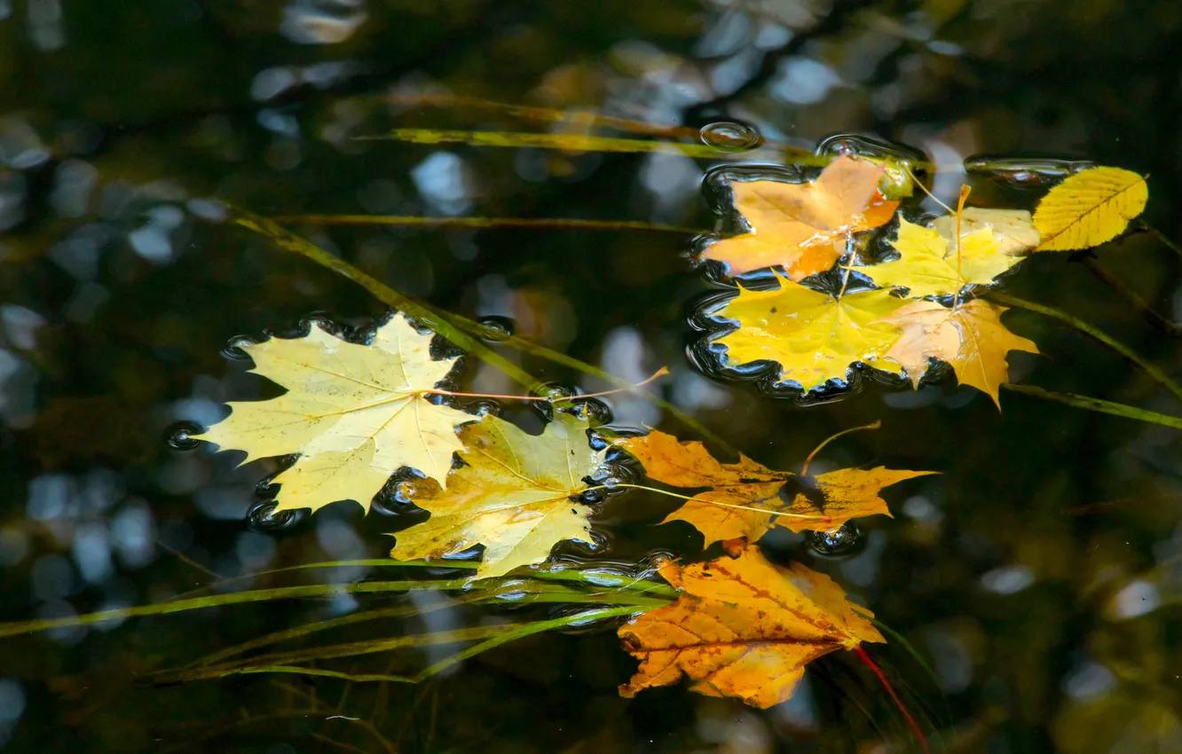 Photo wallpaper water, autumn, leafs, swim