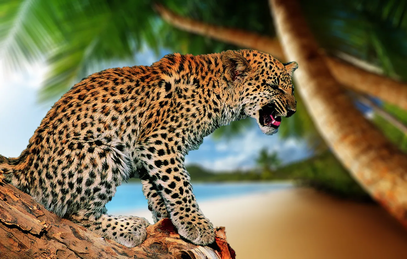 Photo wallpaper cat, Palma, mouth, leopard