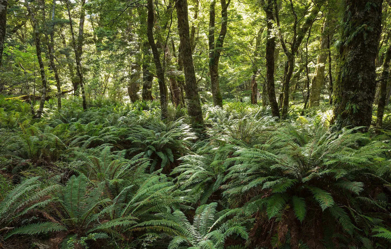 Photo wallpaper forest, trees, nature, fern