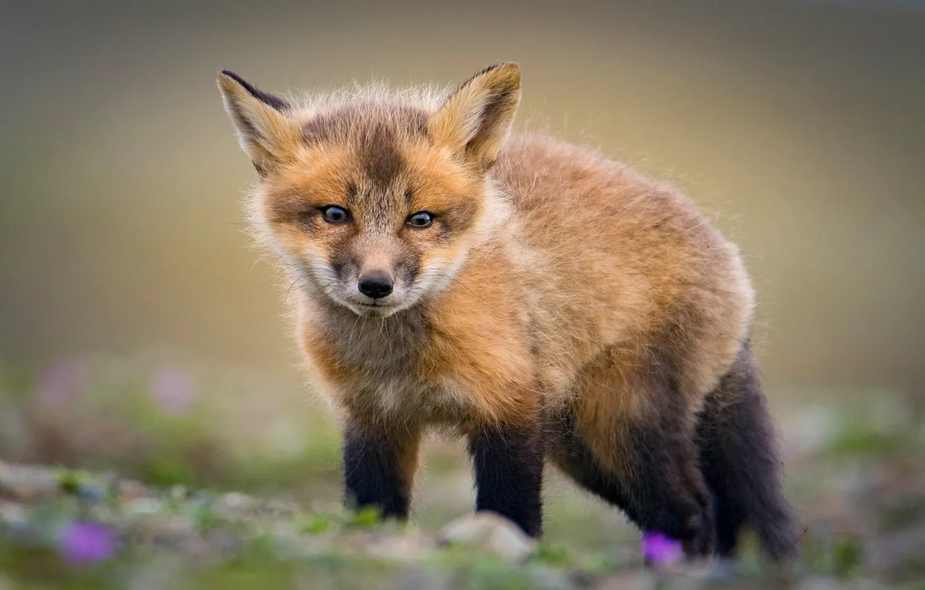 Photo wallpaper look, background, glade, baby, red, Fox, face, cub