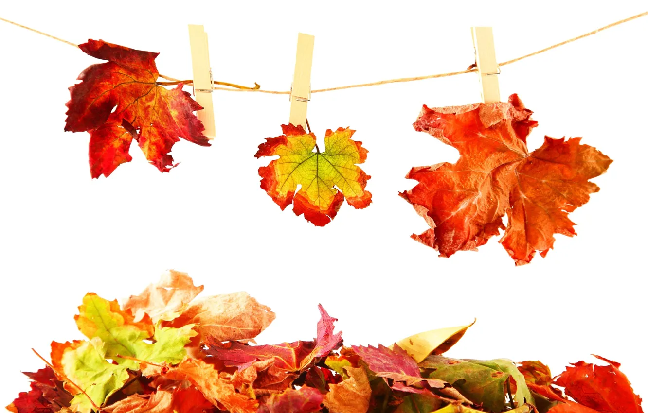 Photo wallpaper leaves, rope, clothespins, autumn leaves
