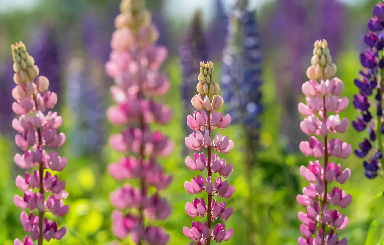 Photo wallpaper purple, summer, flowers, blue, background, pink, a lot, bokeh