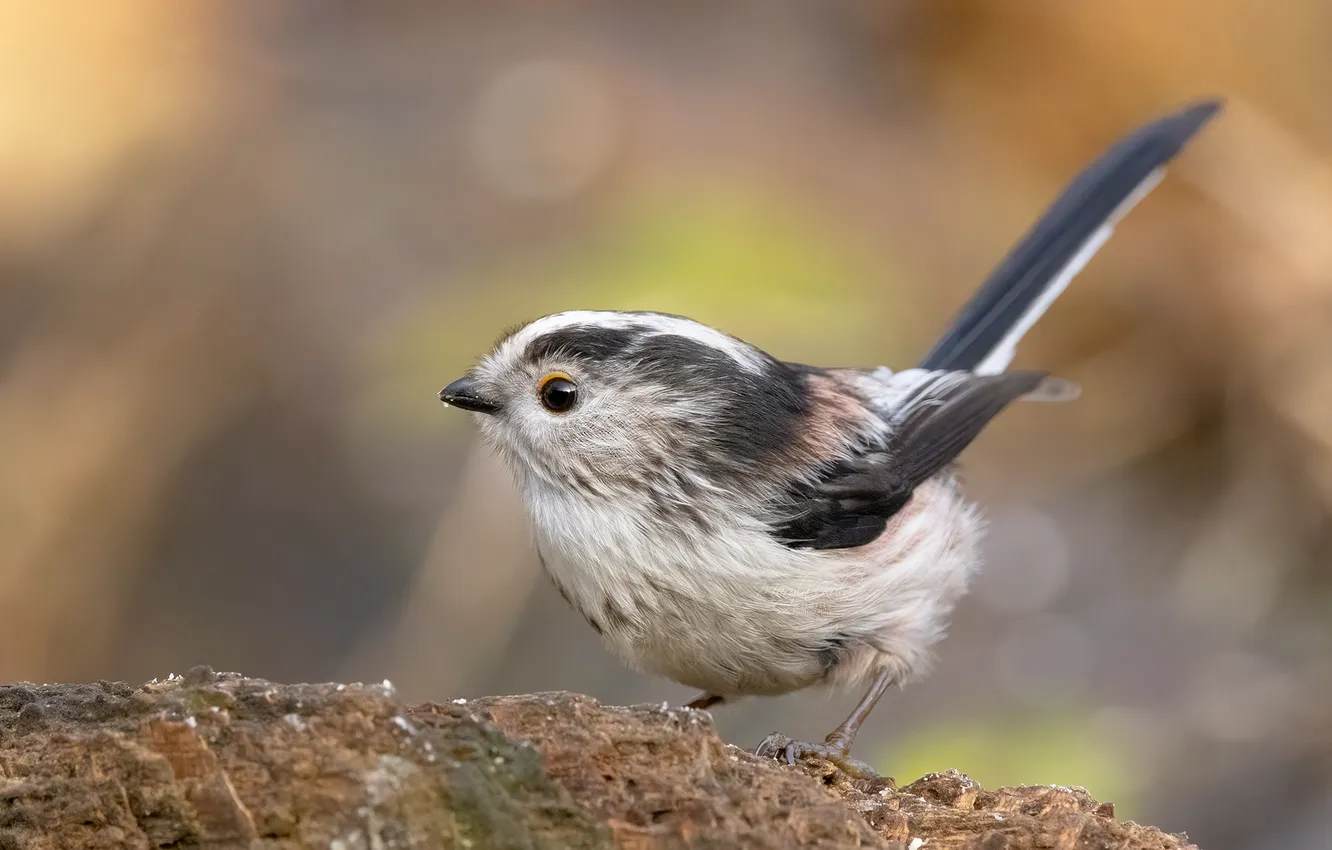 Photo wallpaper bird, baby, bokeh, fauna, long-tailed tit, MARIA KULA, Long Tiled Tit