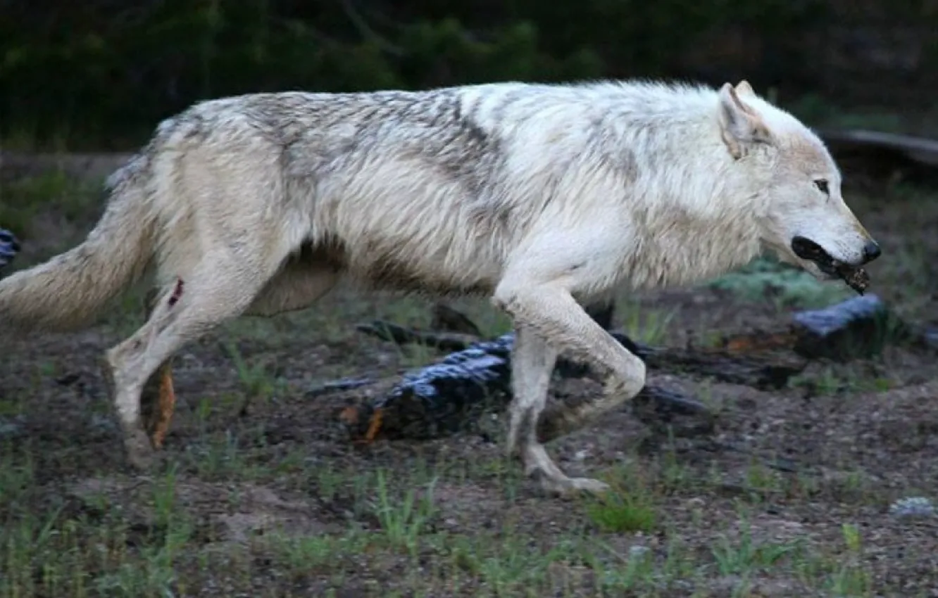 Photo wallpaper Predator, nature, animal, wolf, wildlife, portrait, portrait., Canis lupus. face