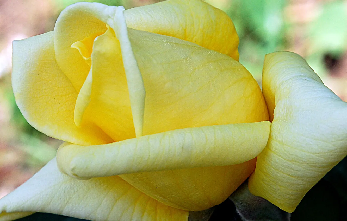 Photo wallpaper macro, roses, petals, buds