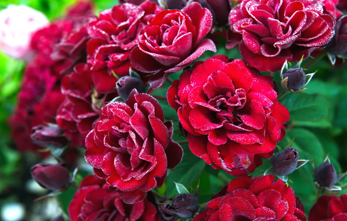 Photo wallpaper red, roses, buds, drops, the bushes