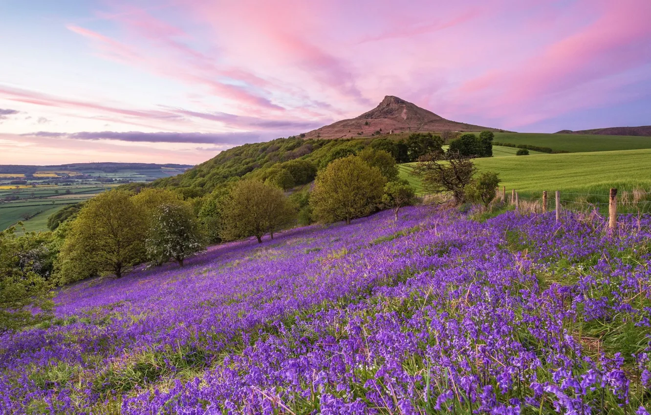 Photo wallpaper the sky, flowers, mountains, the evening, meadow