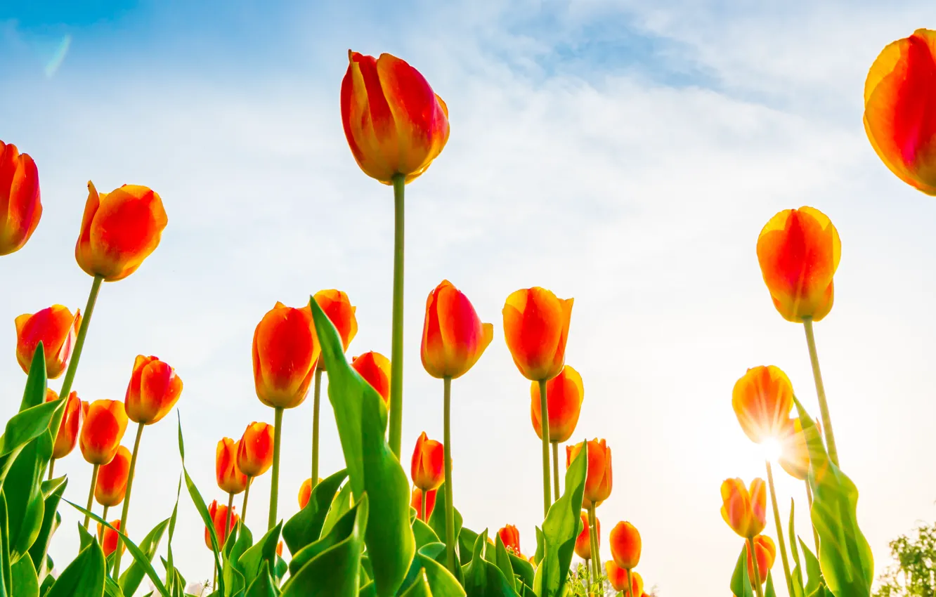 Photo wallpaper the sky, flowers, orange, spring, tulips