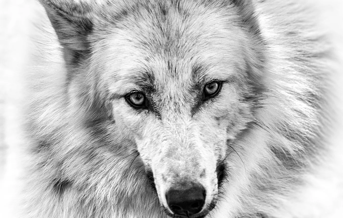 Photo wallpaper eyes, look, figure, wolf, pencil