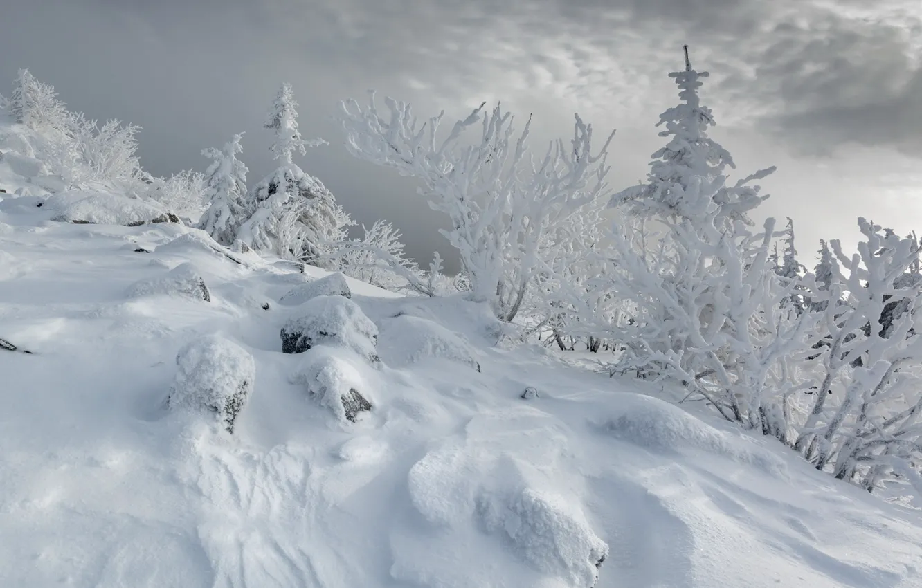 Photo wallpaper winter, frost, forest, the sky, clouds, snow, trees, branches
