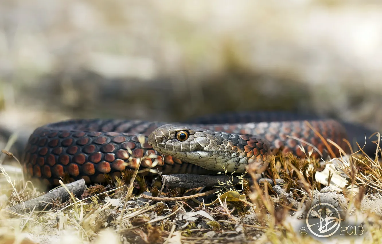 Photo wallpaper nature, background, snake