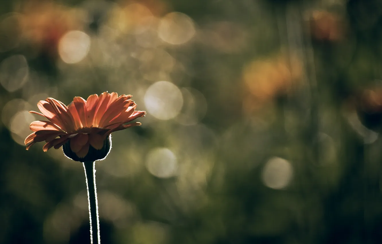 Photo wallpaper macro, flowers, background, bokeh, lonely