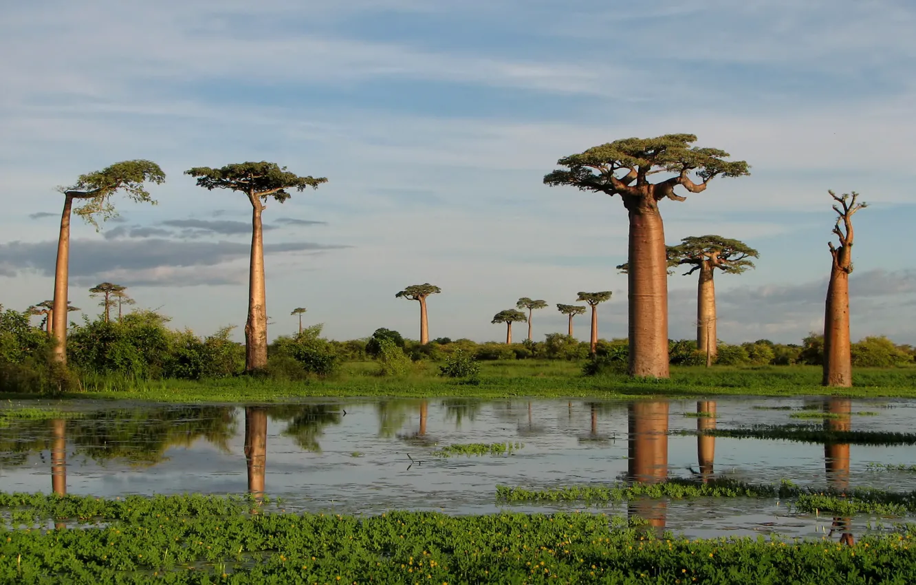 Photo wallpaper trees, island, baobab, Madagascar