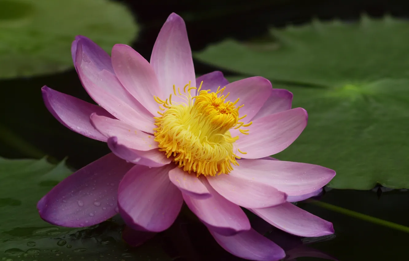 Photo wallpaper flower, leaves, pond, pink, Lotus, Lily, water Lily, large