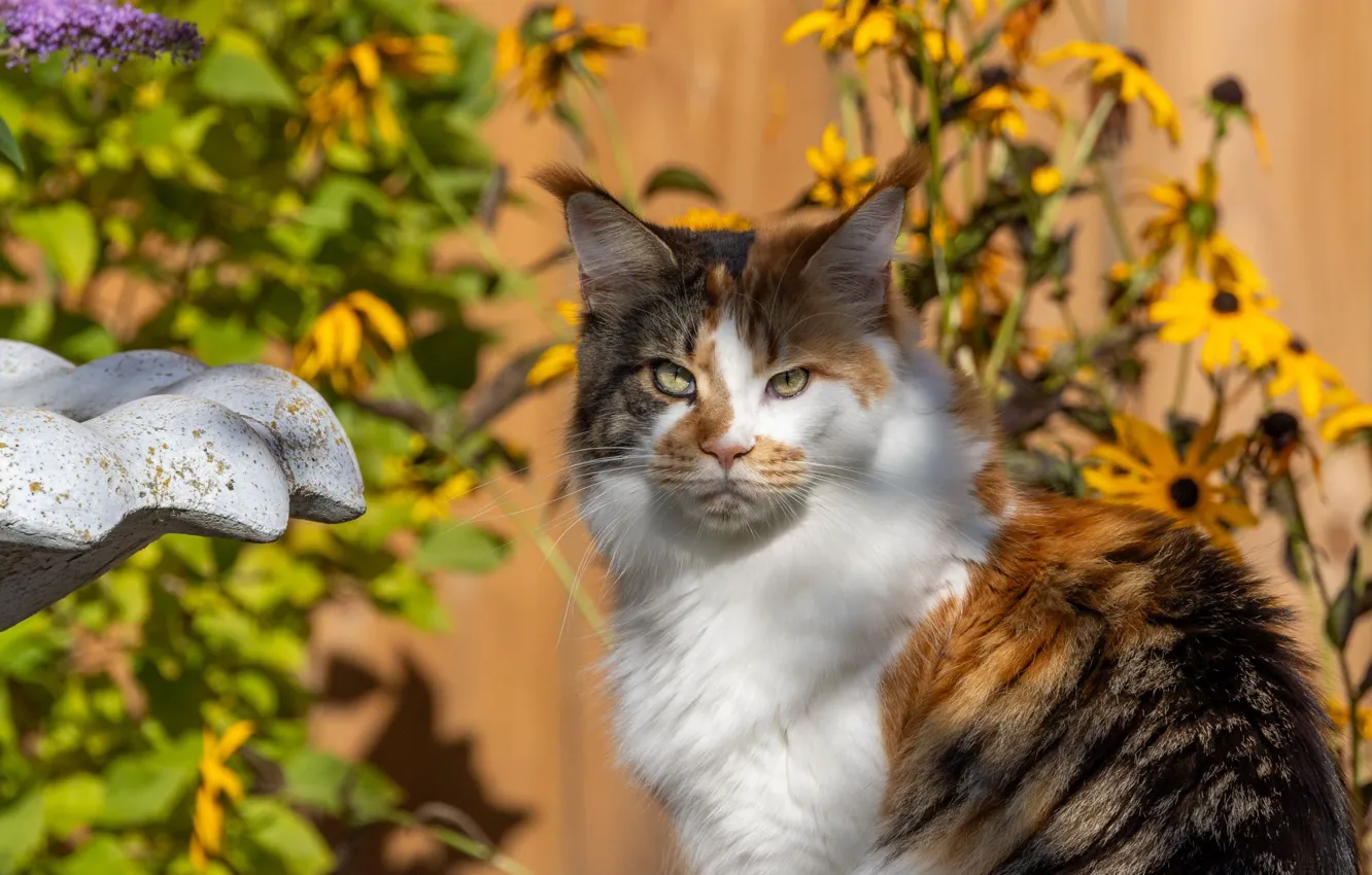 Photo wallpaper cat, cat, look, nature, pose, face