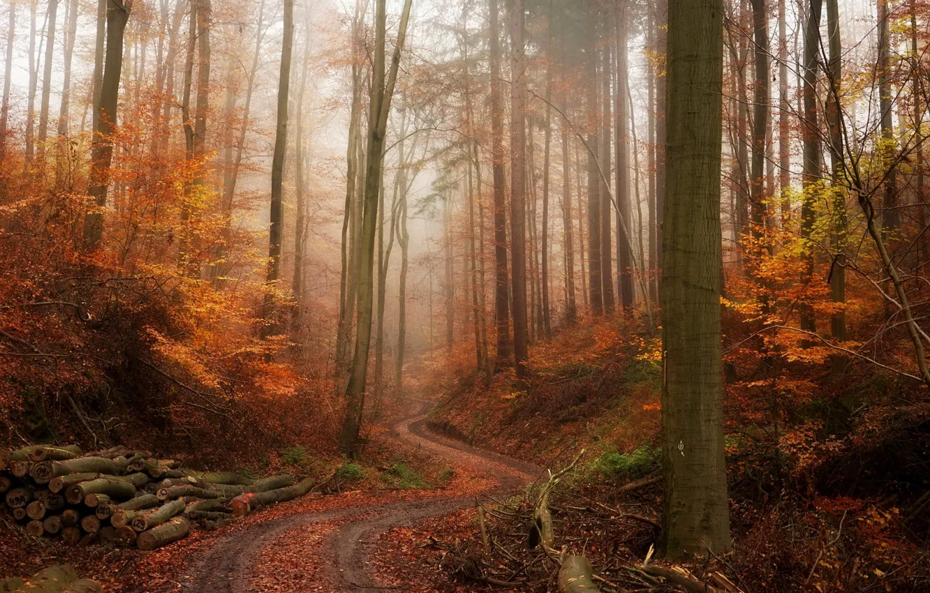 Photo wallpaper road, autumn, forest