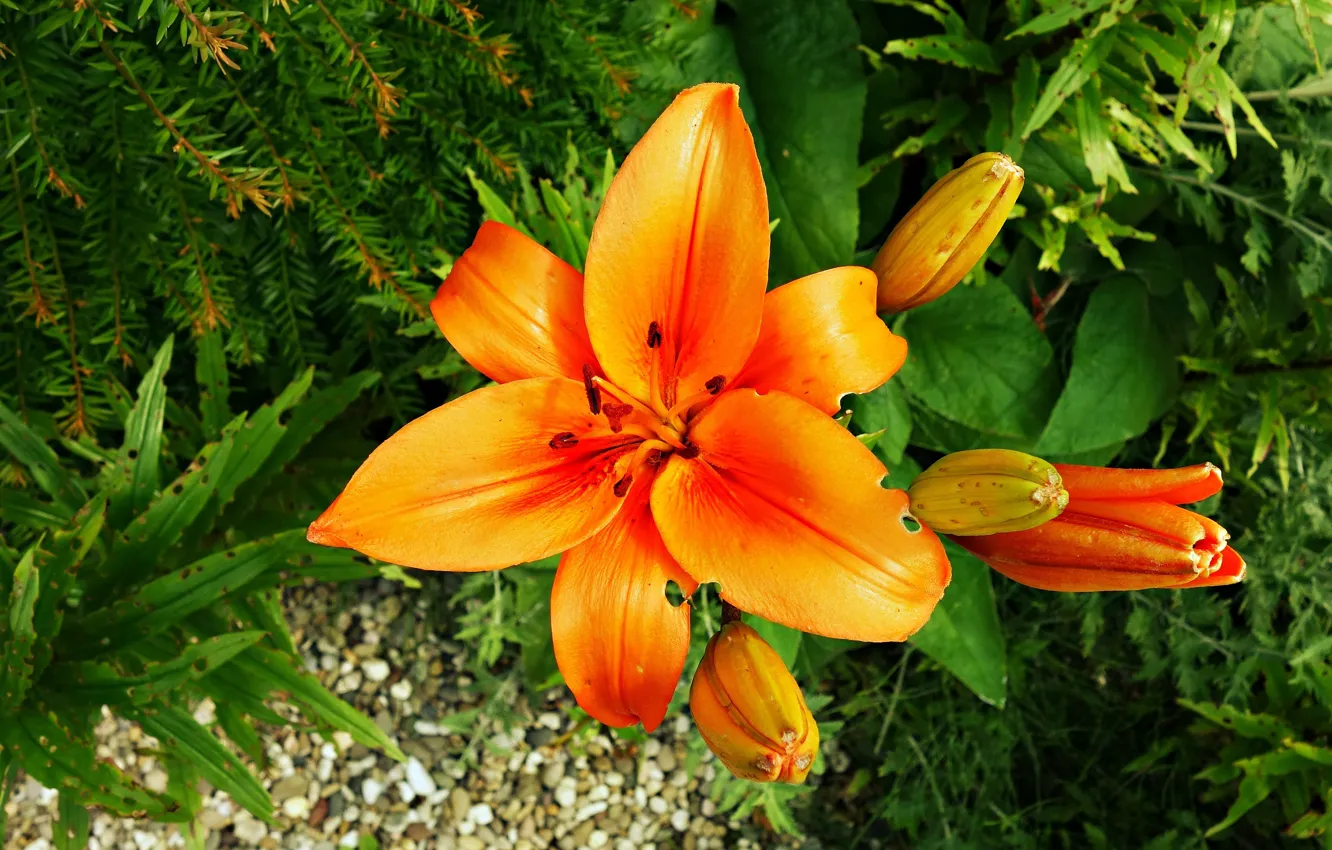 Photo wallpaper greens, leaves, flowers, orange, green, background, bright, Lily