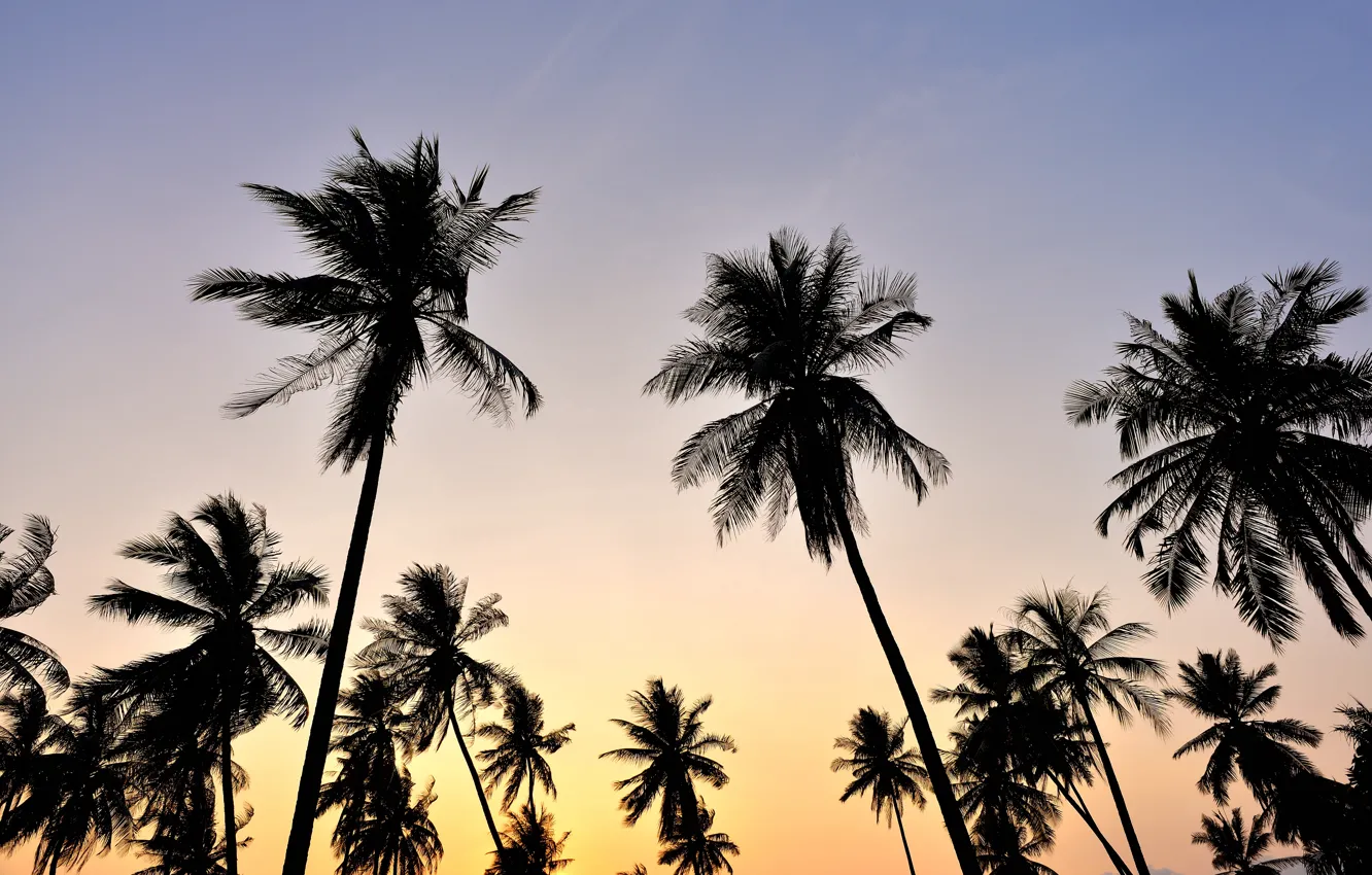 Photo wallpaper beach, the sky, sunset, palm trees, beach, sky, sunset, crown