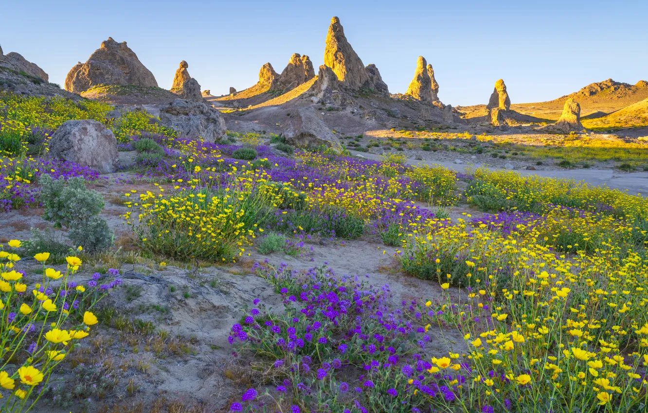 Photo wallpaper field, summer, light, flowers, mountains, nature, rocks