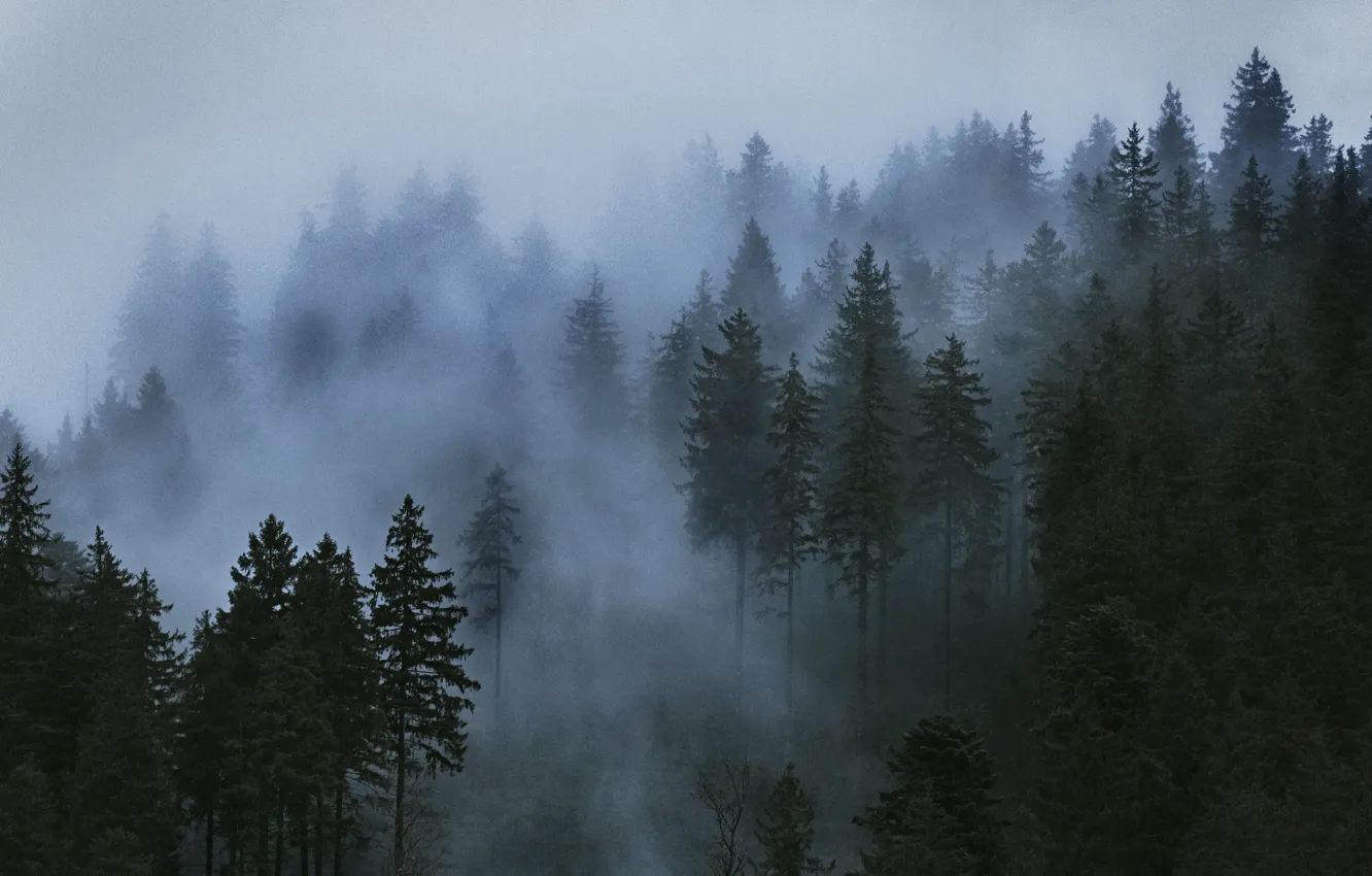 Photo wallpaper forest, trees, nature, fog