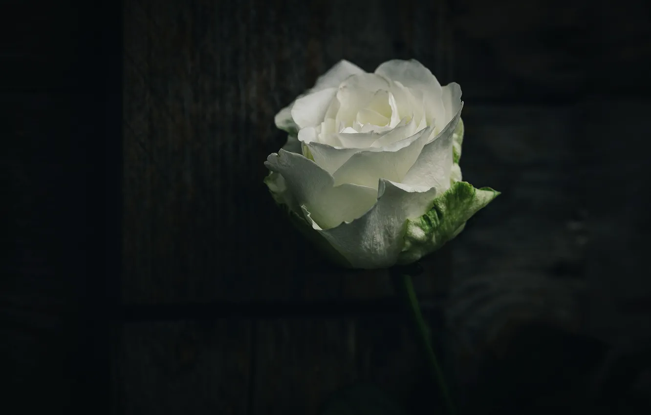 Photo wallpaper white, flowers, the dark background, Board, roses, buds
