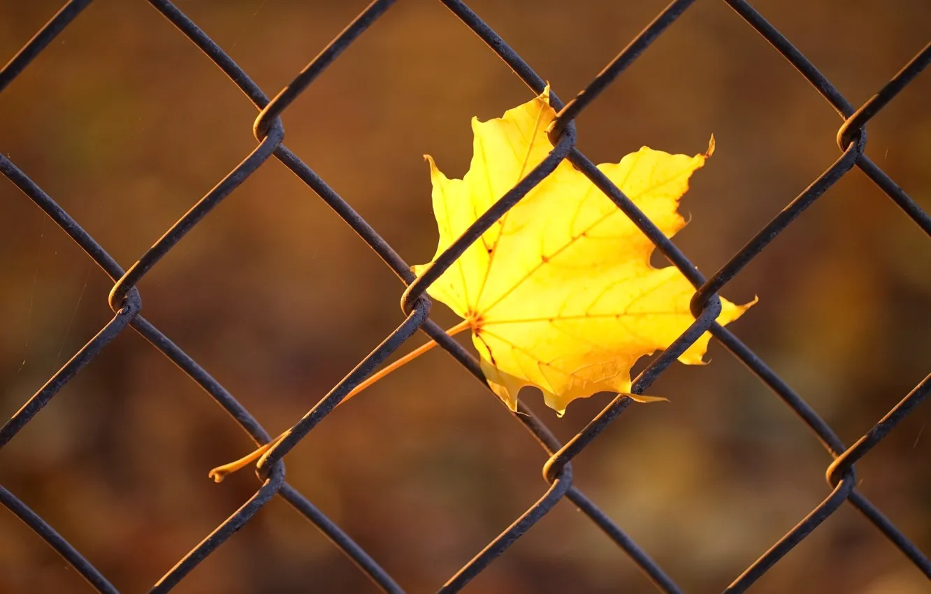 Photo wallpaper autumn, macro, yellow, sheet, mesh, the fence, rods