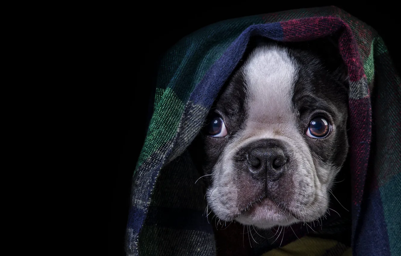 Photo wallpaper black and white, portrait, look, dog, pose, puppy, baby, Cape