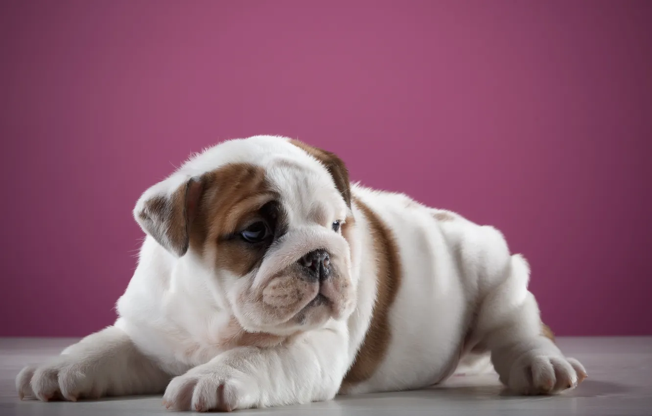 Photo wallpaper background, dog, baby, puppy