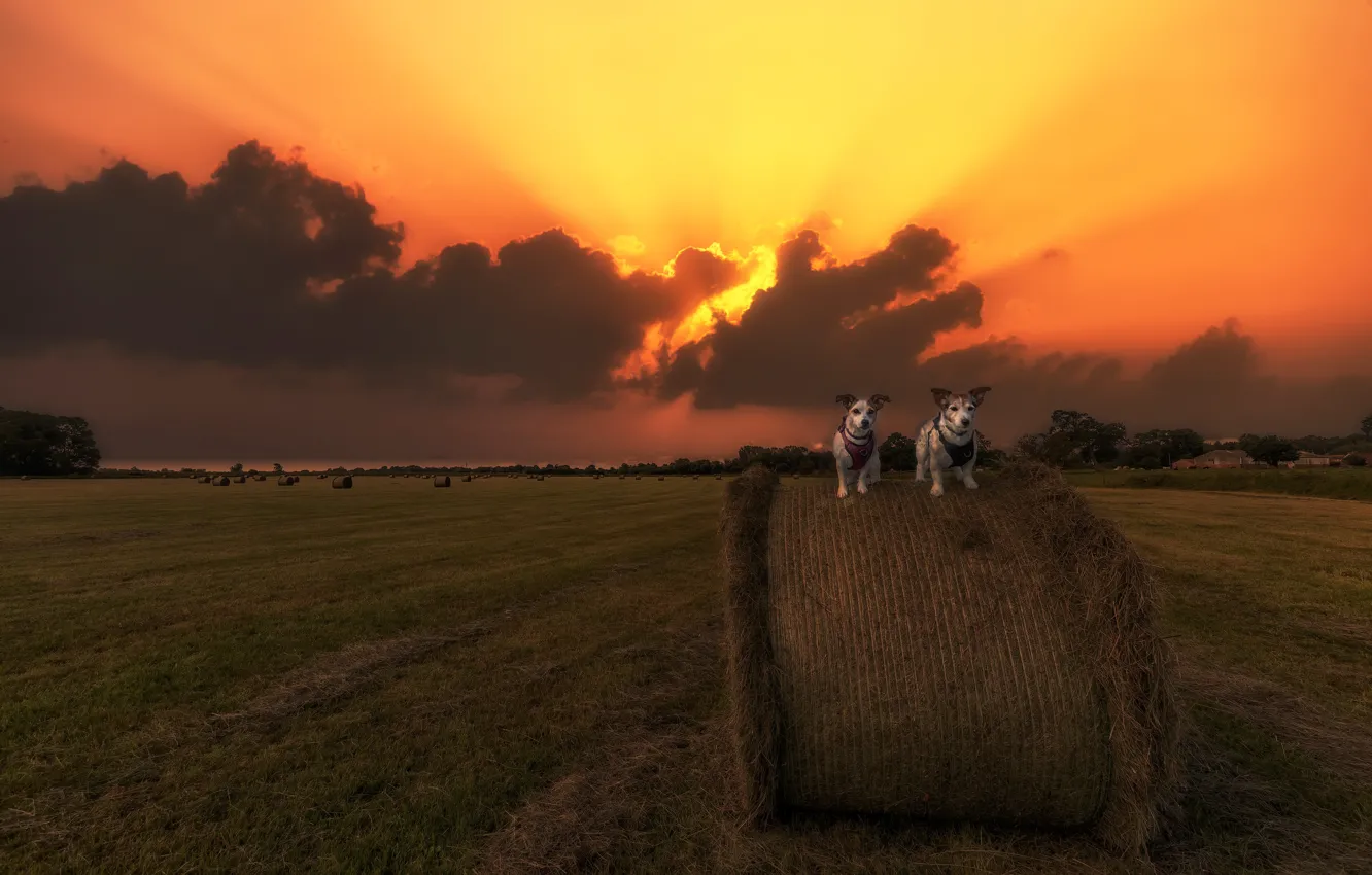 Photo wallpaper dogs, sunset, hay