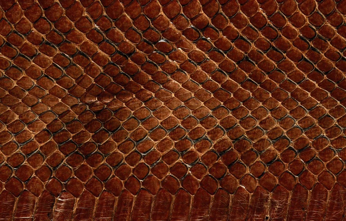 Photo wallpaper texture, leather, animal texture, background desktop, the scales of a snake