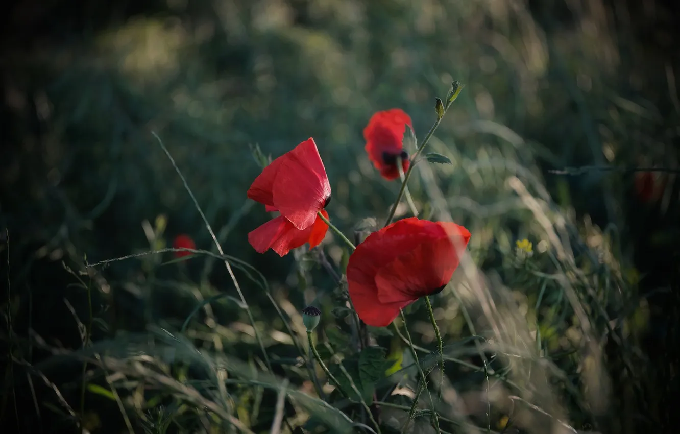 Photo wallpaper grass, flowers, red, nature, Maki, blur, blur, bokeh