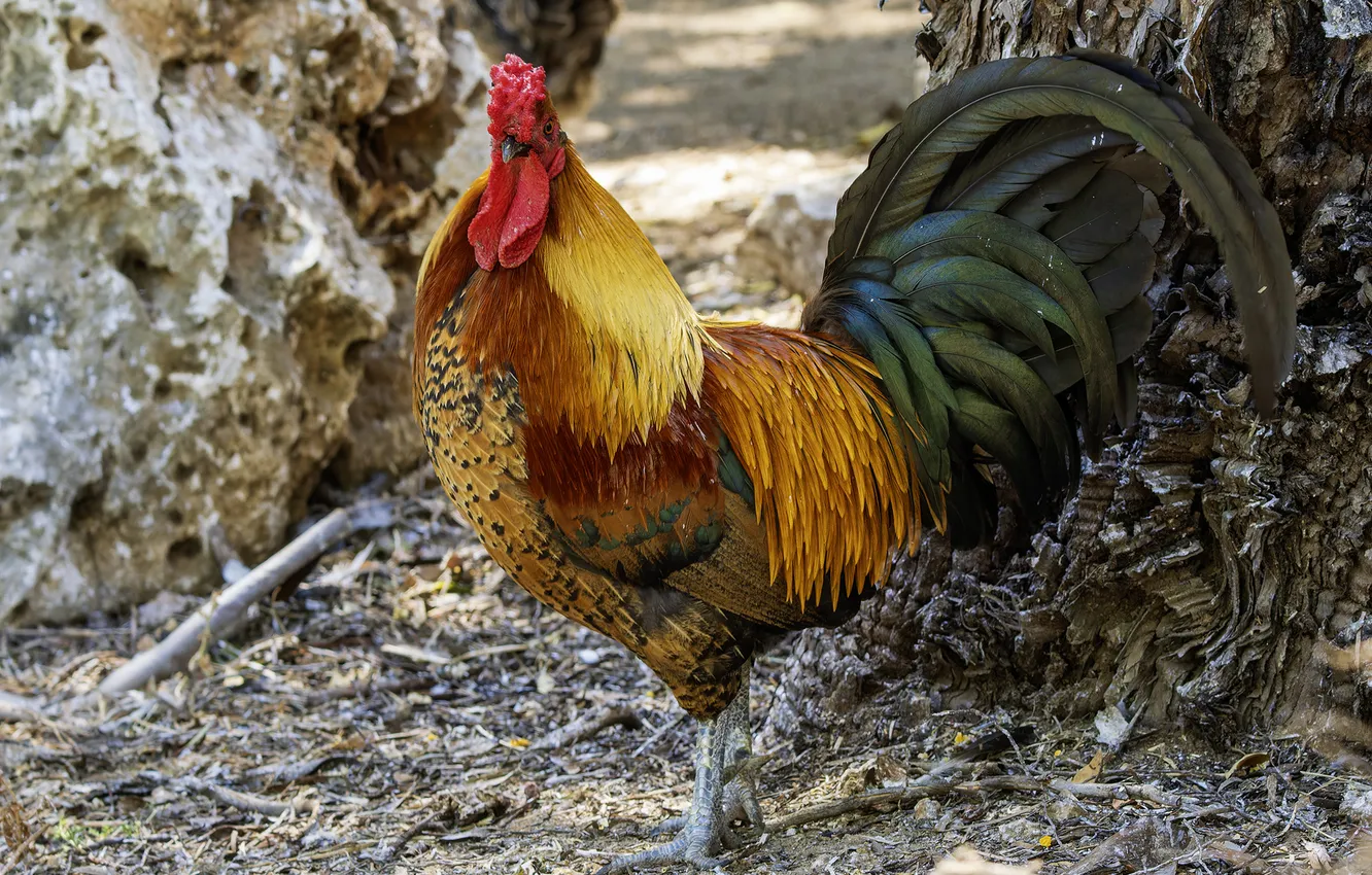 Photo wallpaper bird, palette, cock, bright plumage, Alexander Amromin