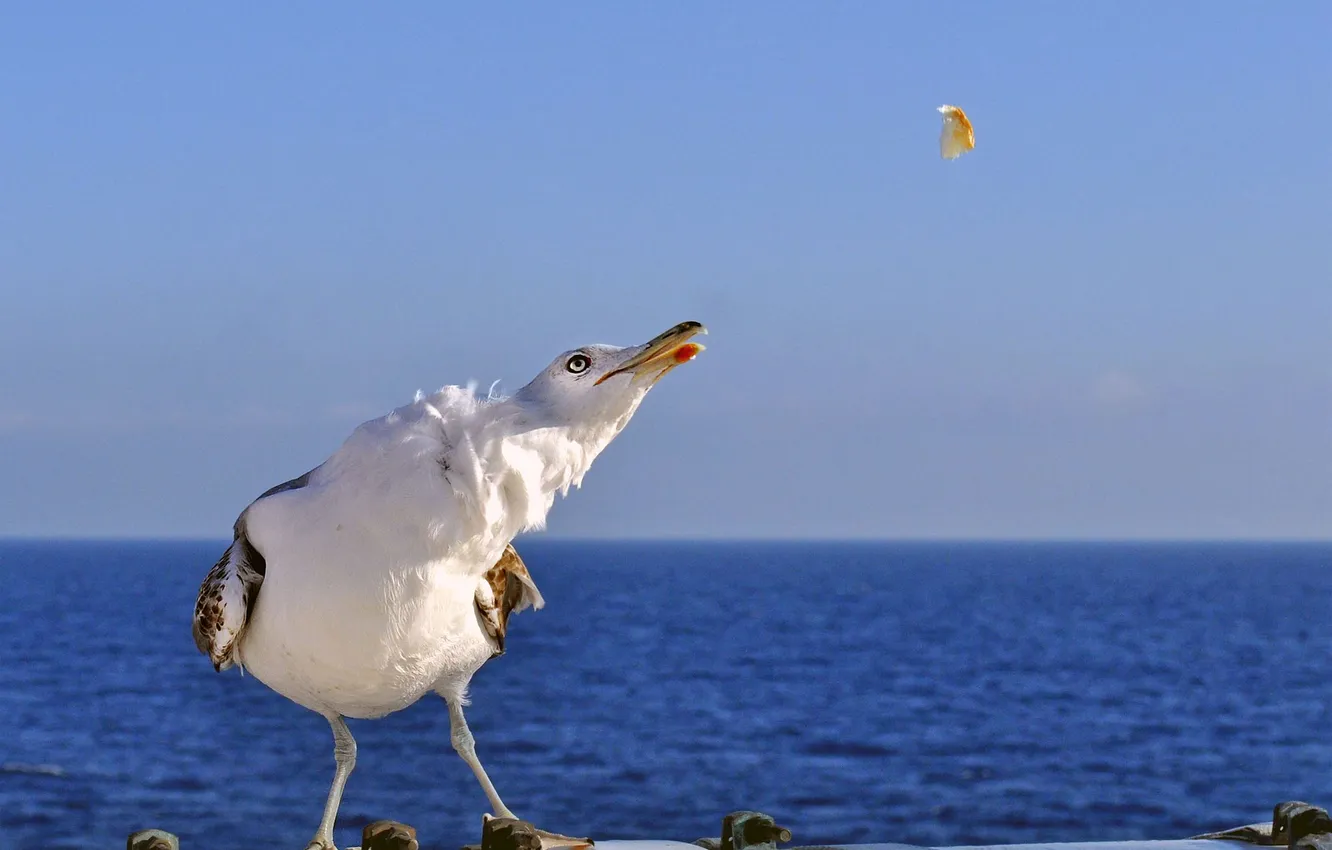 Photo wallpaper sea, bird, seagulls, food, feed