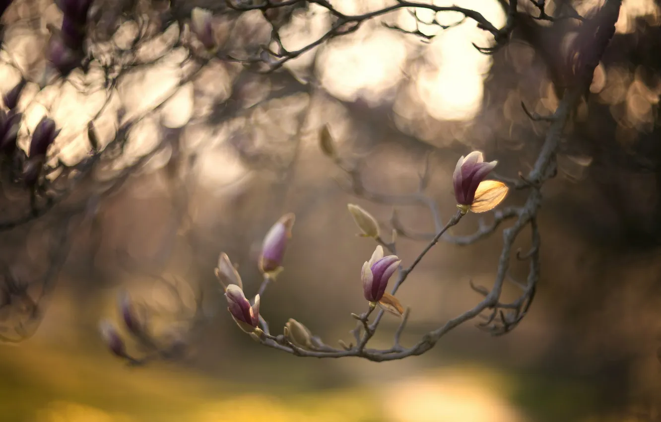 Photo wallpaper trees, spring, Magnolia