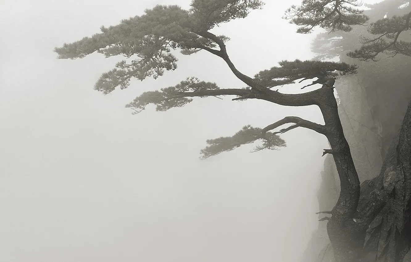 Photo wallpaper fog, rock, pine
