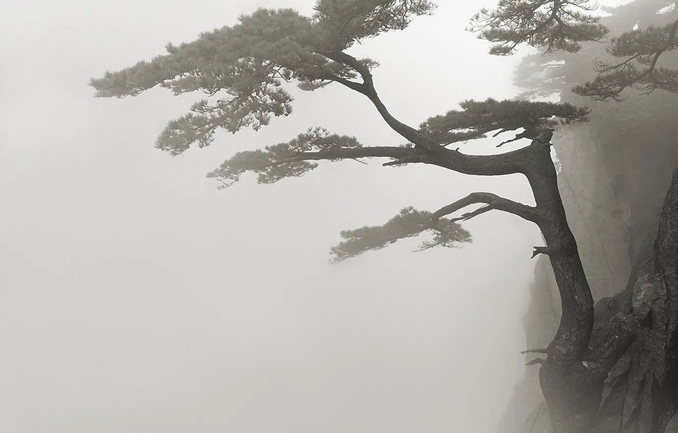 Photo wallpaper fog, rocks, pine