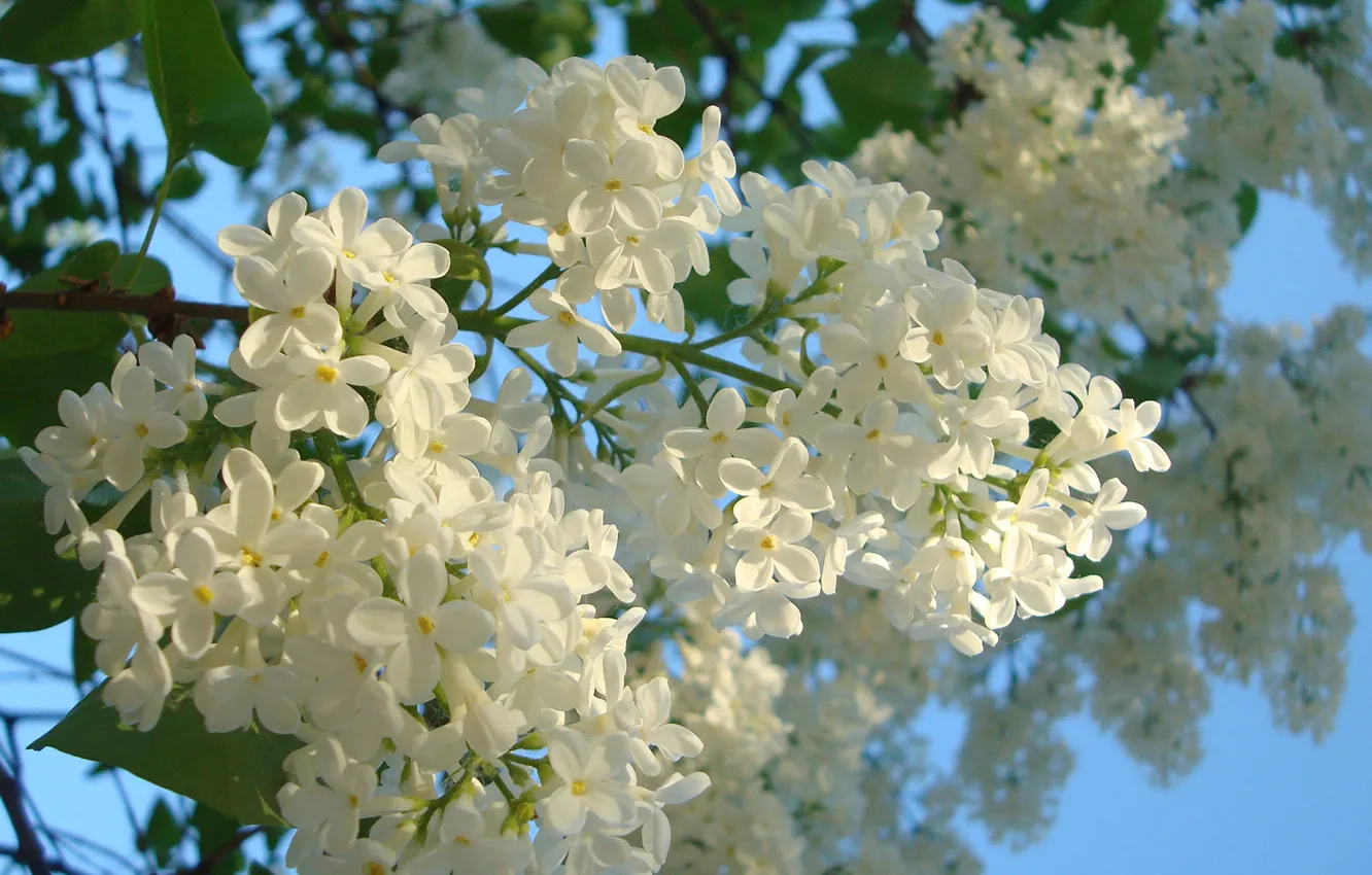 Photo wallpaper spring, blue sky, white lilac
