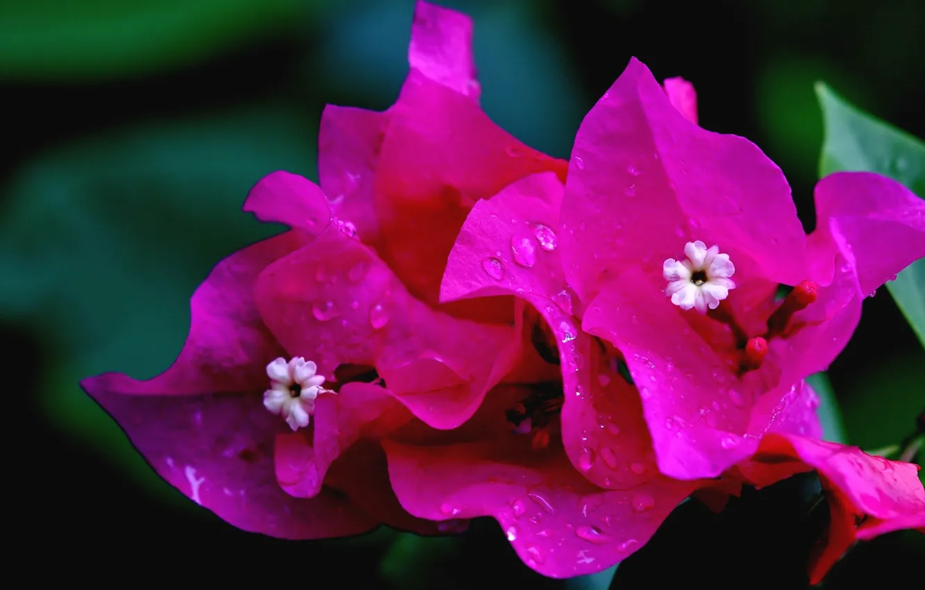 Photo wallpaper background, pink flowers, Bougainvillea