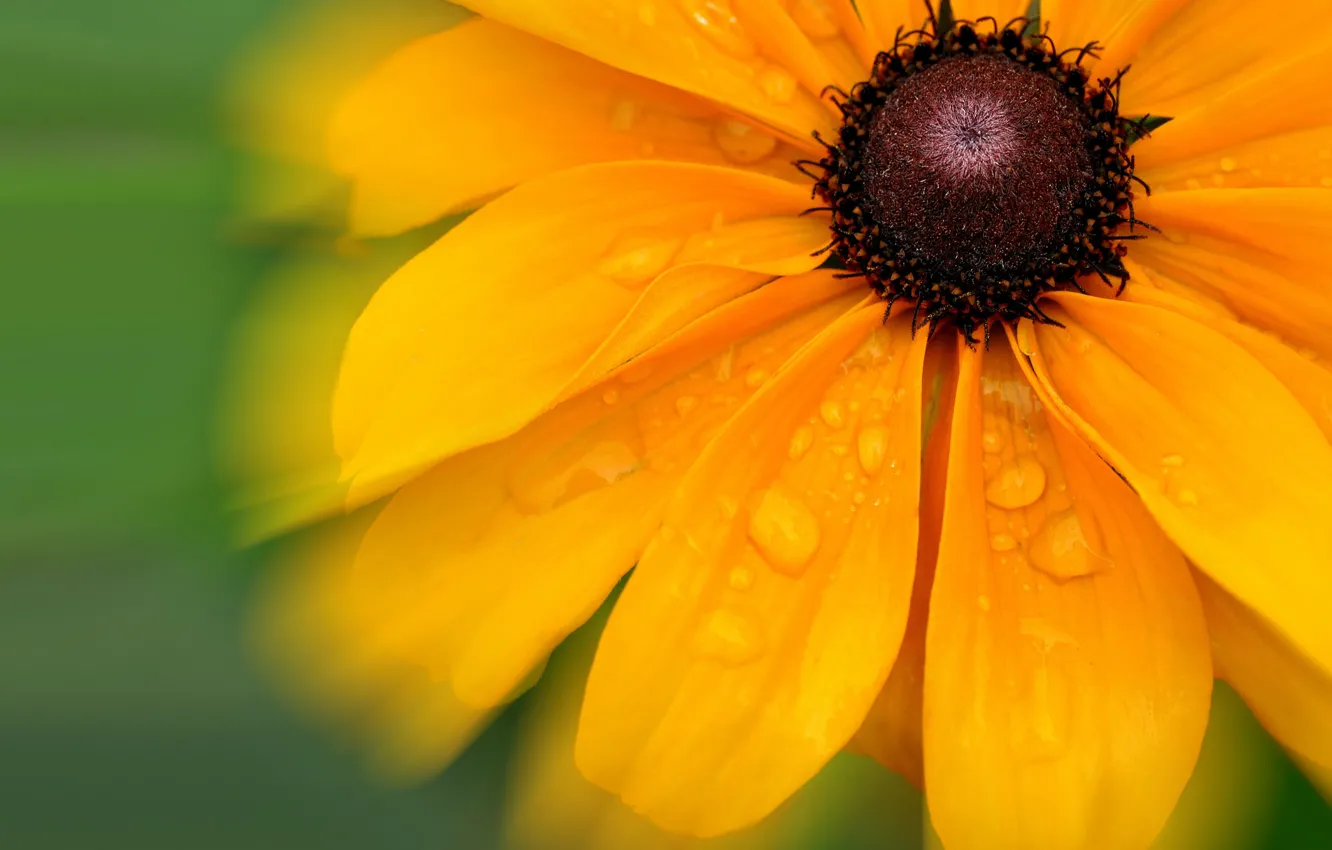 Photo wallpaper water, drops, flowers, petals